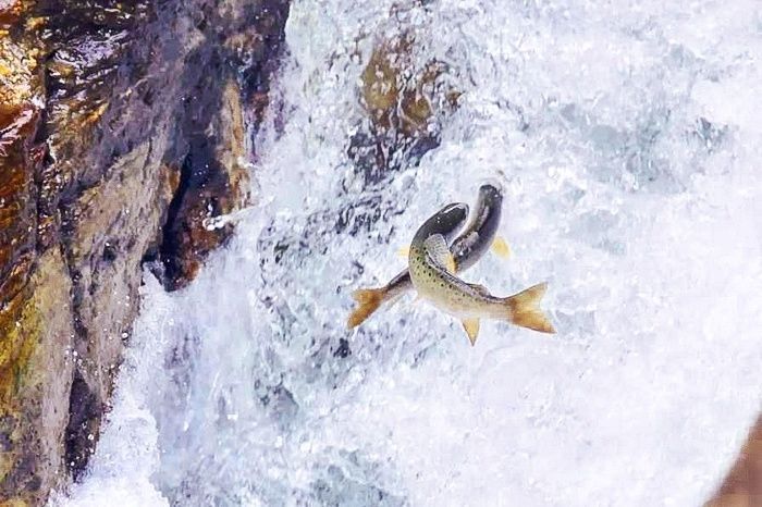 鲜美|山里一种鱼,人称“细鳞子”,300元1斤,比刀鱼鲜美却少有人知