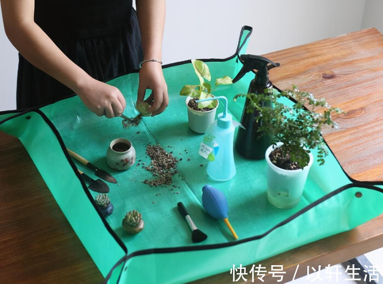 杀灭|养花得了蚧壳虫,密密麻麻让人头疼,不花一分钱,教你杀灭蚧壳虫