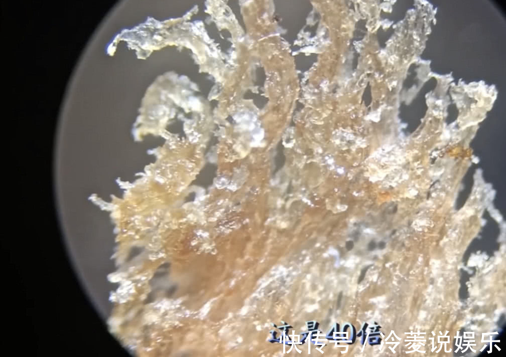 猪肉|猪肉冷冻3个月后还能吃吗放大1000倍,仿佛看到另一个世界