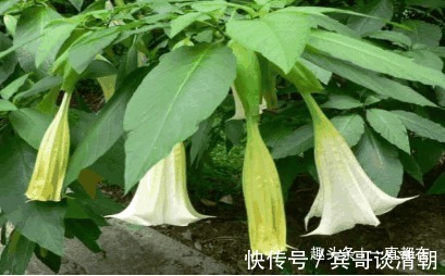 高血压|秋季多吃一点野菜,有治疗心脏病、高血压、血管硬化以及抗癌作用