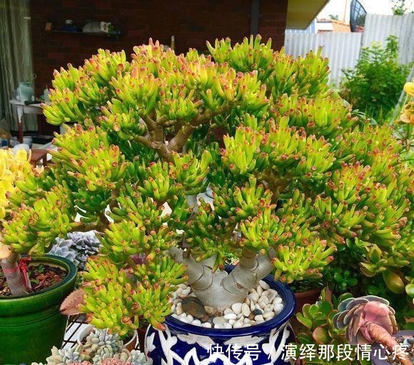 7元买的吸财树,养出“上千头”,老桩胳膊粗,比“珊瑚”还好看!