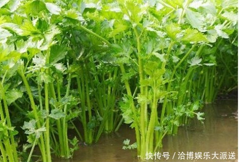 野菜|农村以下3种野菜,能清热解毒,美容保健,效果非常好