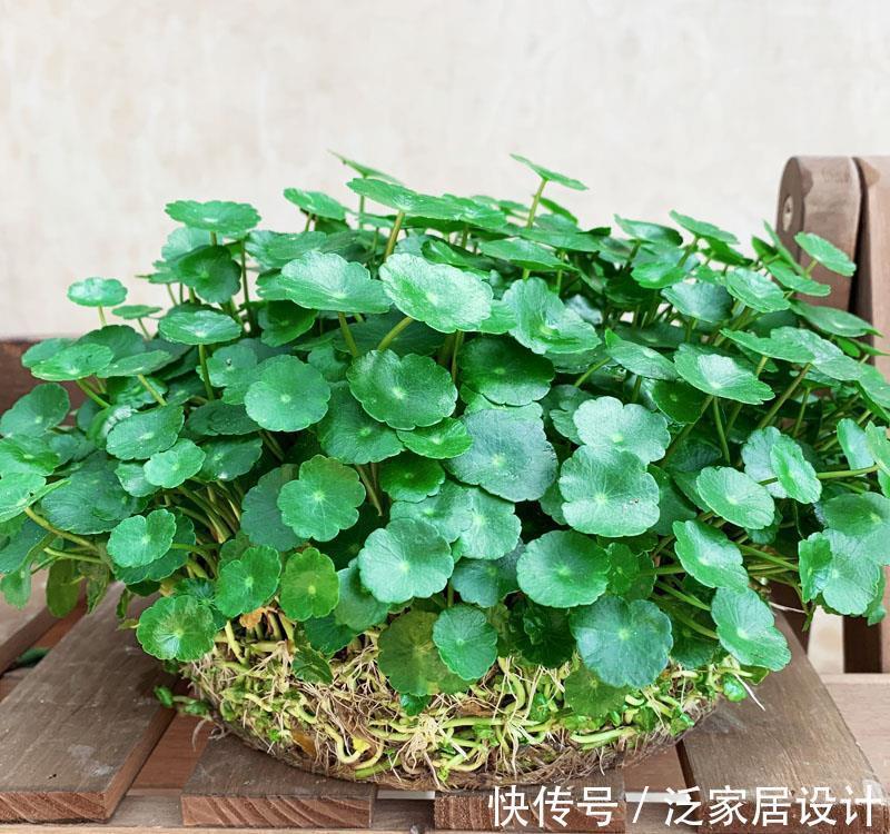 太阳花|8种“漂亮花”,堪称“不死花”,随便养一养,新芽爆满缸