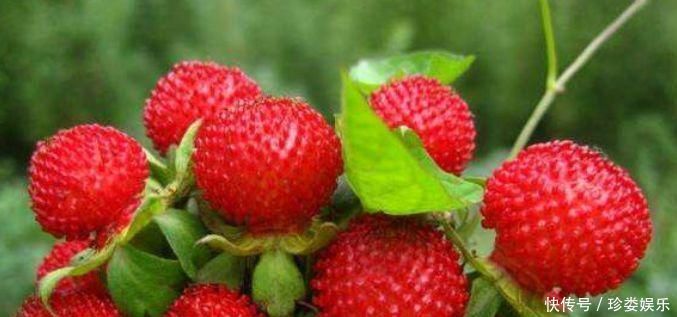 健康|中年人可以吃3种食物,排毒养颜、延缓衰老,早吃早健康