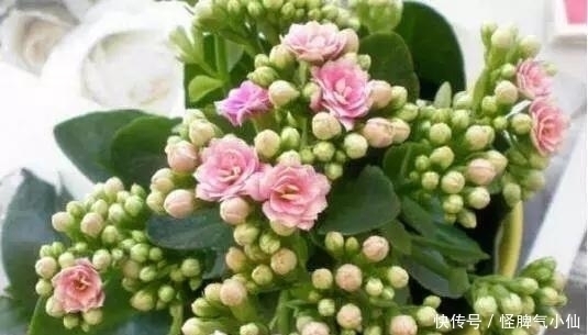 塑料袋太多,很烦人?别烦,用它来养花,养1盆旺1盆,真的很好