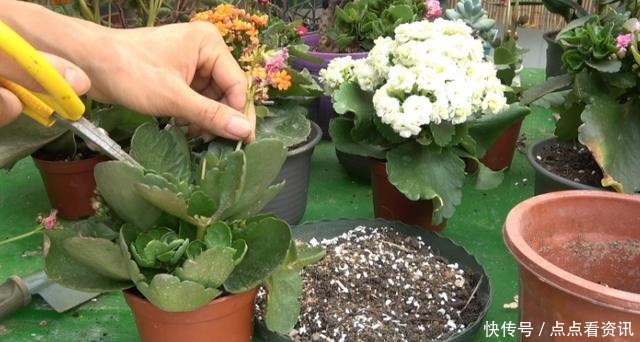 盆栽长寿花,该做哪些准备迎接夏季3点做到位,花期又长一些