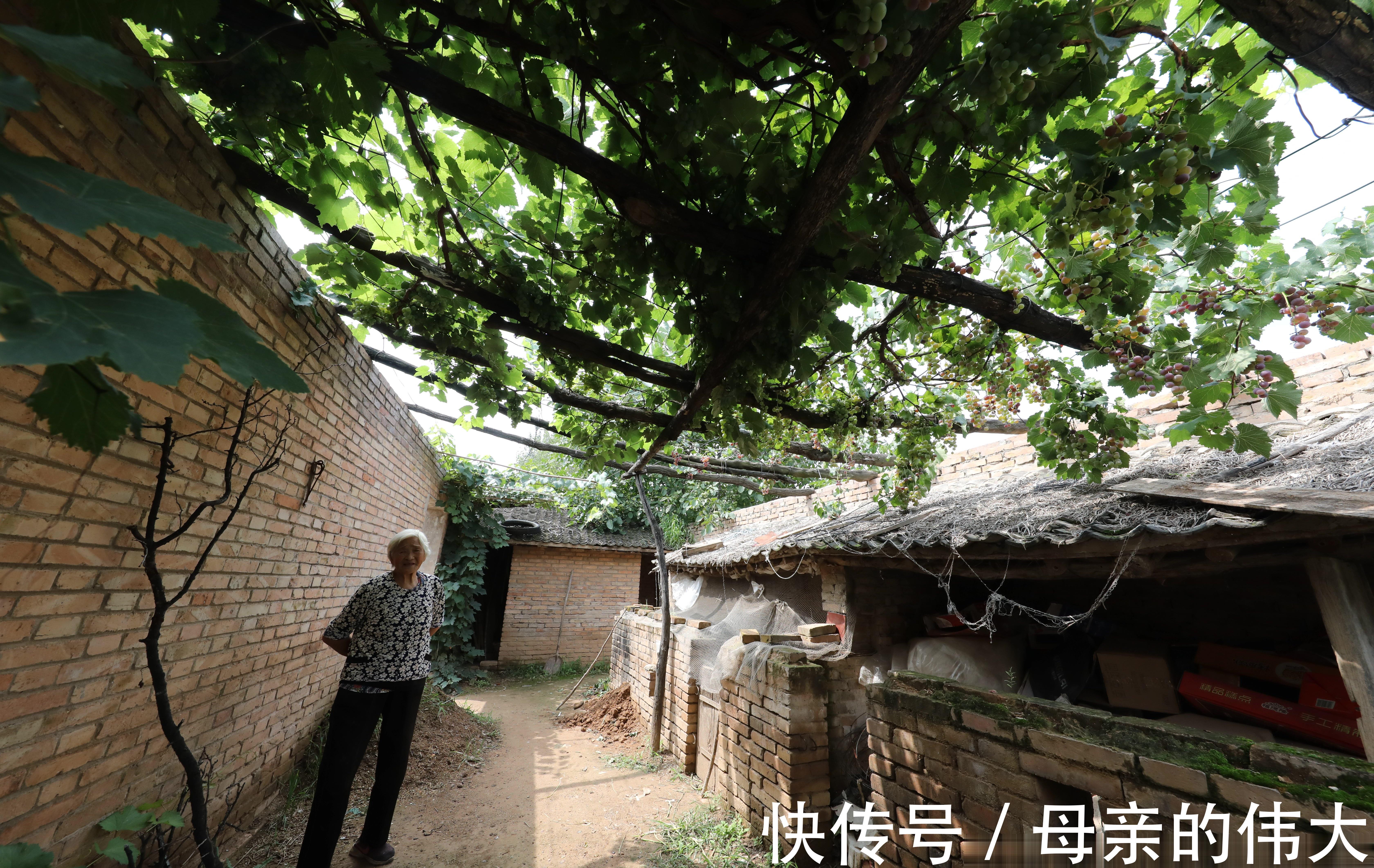 老人家|晋南81岁奶奶家有“稀罕货”，养“警犬”日夜看守，背后有故事