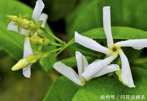 茉莉|风车茉莉开花又香又美，养护注意几点，花朵能连开大半年