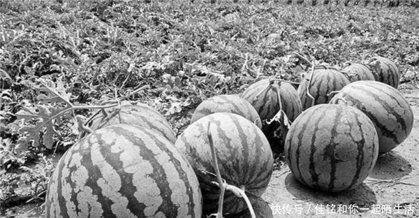 西瓜|血西瓜奇案西瓜切开后鲜血直流,知府勘破玄机,擒住凶手