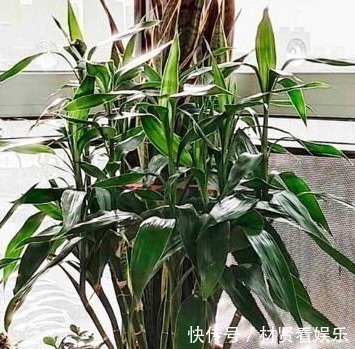 盆栽|养这“3种花”，浇点水就疯长，镇宅又旺财，回家养2盆，身体好