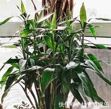 盆栽|养这“3种花”,浇点水就疯长,镇宅又旺财,回家养2盆,身体好