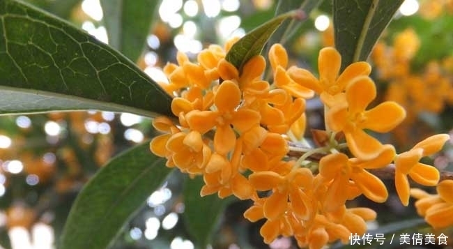 浓郁|此花开花时香气浓郁而且飘香十里,而且是以香气闻名的花