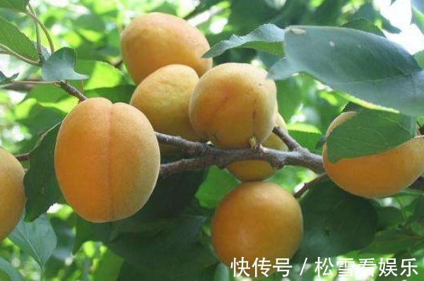 患有高血压|夏季水果种类繁多,多吃4种最养人的水果,不仅味美,身体更健康