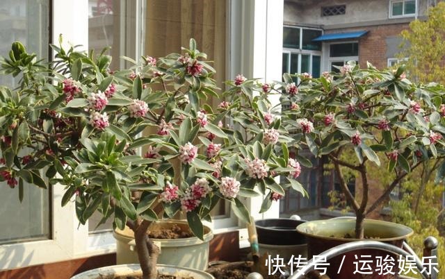 金边瑞香度夏难,那是你不知道养护技巧,注意几点叶片油绿生长快