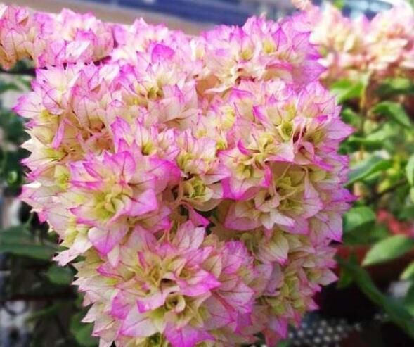 好看|这种花,一年至少“3季花”,花量大,人称开花机器,好看又好养