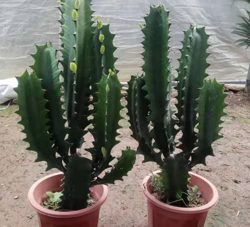 养护|客厅适合养树,好养又好看,空气更清新,新手也会养!