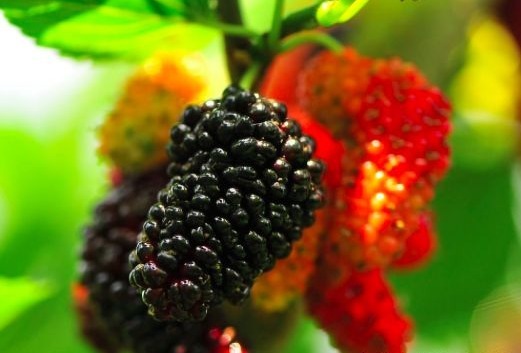 水果|夏天常吃以下3种水果,能美容养颜、减肥瘦身,早知早受益