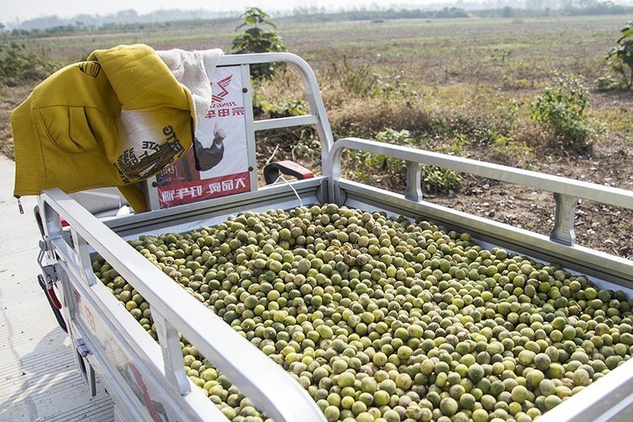 小乔|农村野外的“小甜瓜”,一口一个很过瘾,以前藏着吃,现在没人吃