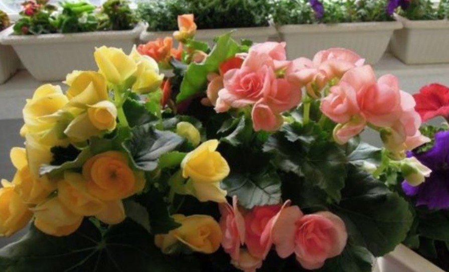 1种花美得倾国倾城,叶美花更美,四季开花不断,随便一养就爆盆