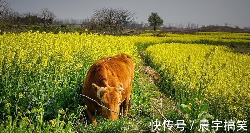 属牛人|生肖属牛人：11月份劫后重生，好运才刚刚开始