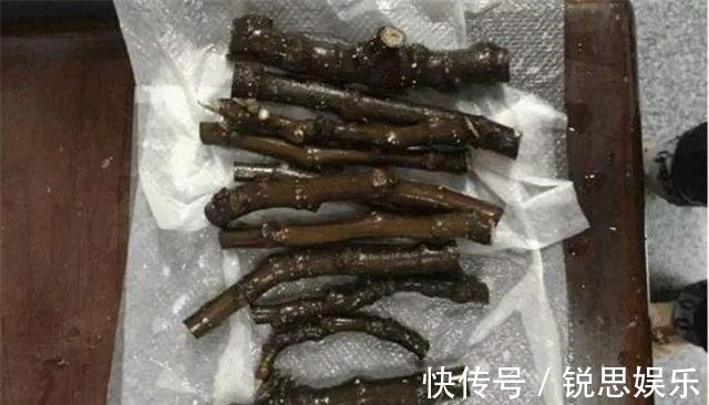 花友们|“2种花”现在扦插正好,剪个枝插盆里,易生根,很快长出一大盆