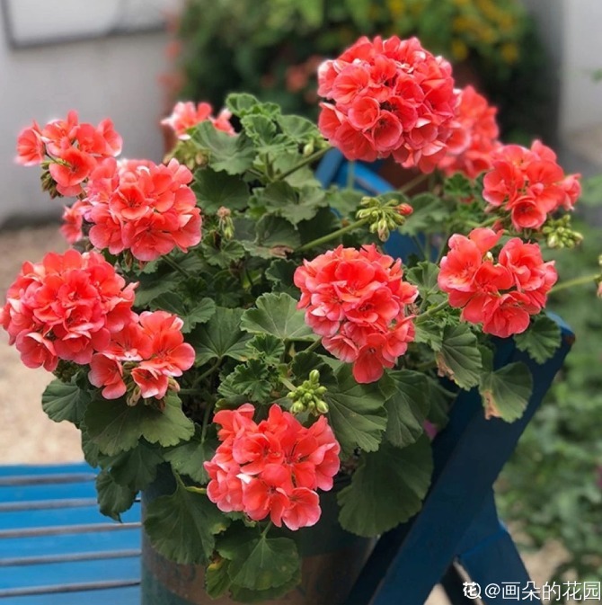 草莓度夏|3种花要休眠了,快别浇水了,再浇就死了!