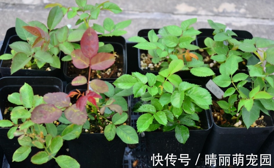 喜欢上养花后,这3样废水就成了“肥水”,谁用谁受益