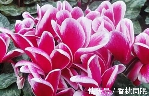 吉祥高照|农历十一月大雪过后，养什么花？家里养3种花，吉祥高照福临小院