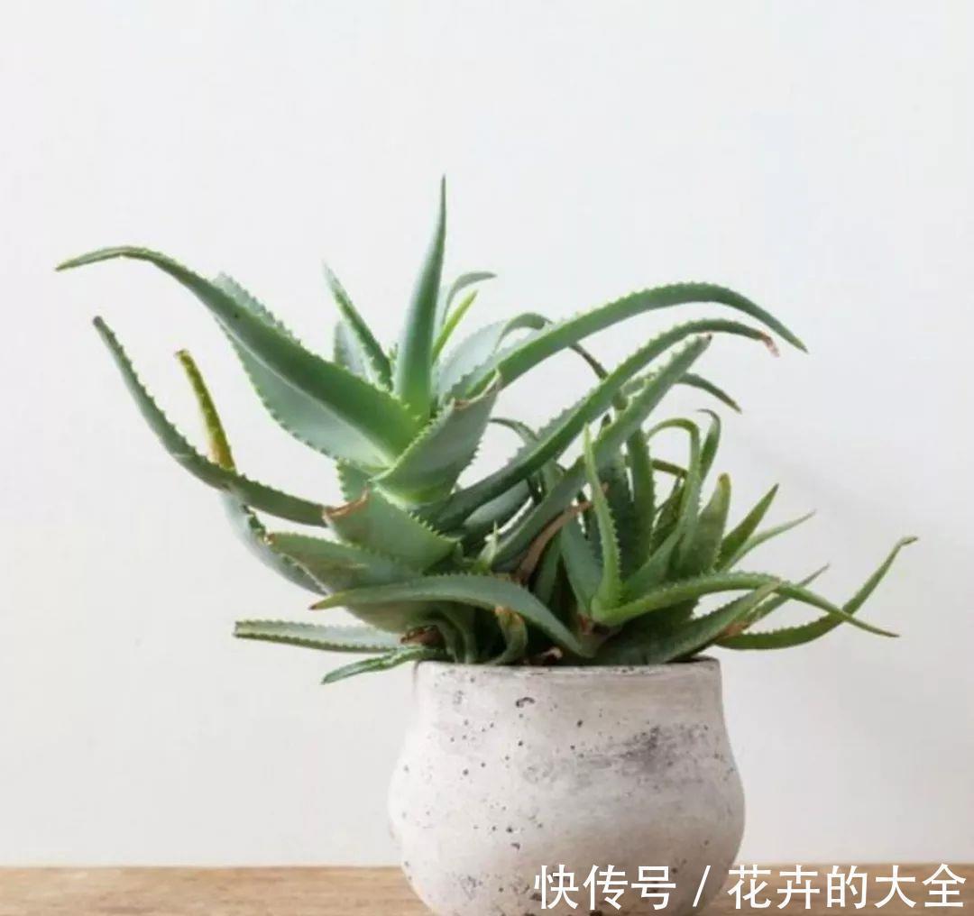 芦荟|夏秋温度高，养芦荟怎么规避黄叶落叶？满足这些条件