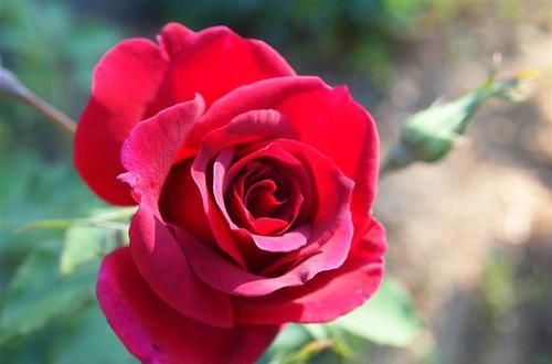  花期|四季常开的3种花，花期长，观赏价值高，管理容易，适合新手花友