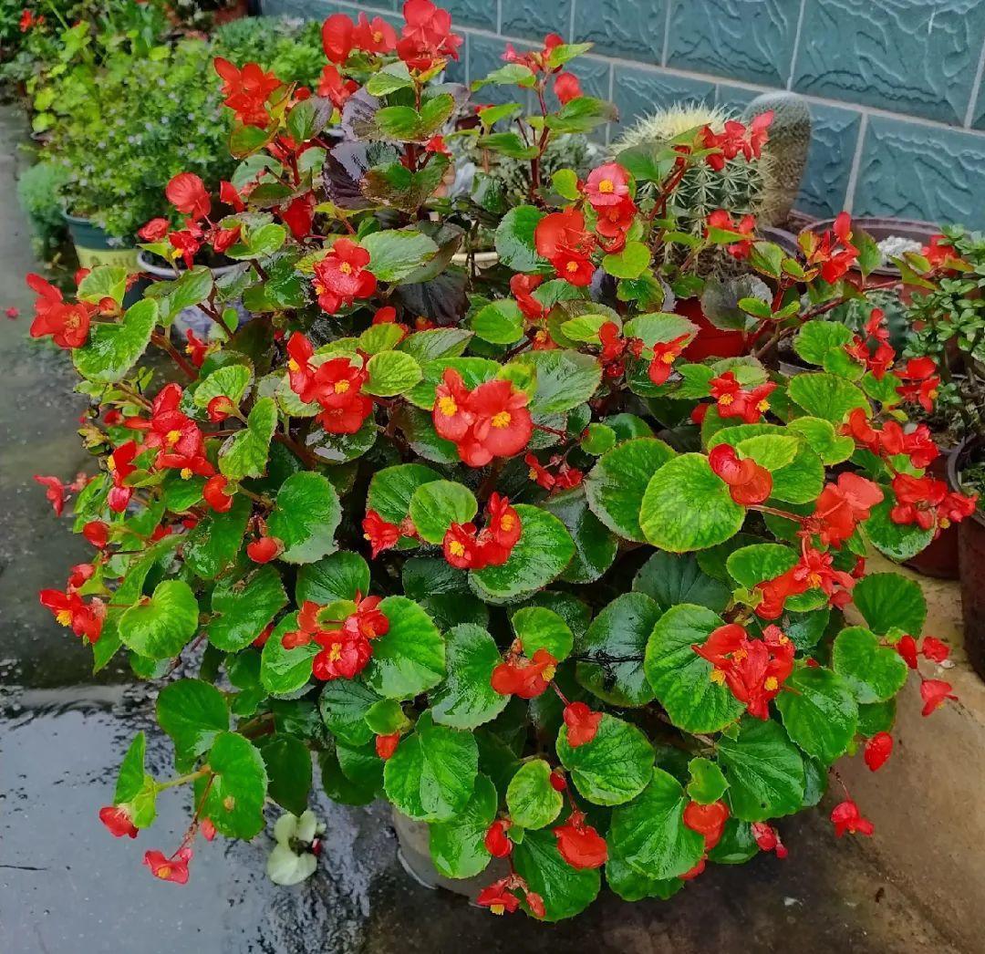 长寿花|9月后就养这些花,比绿萝好养,疯狂开花到明年!