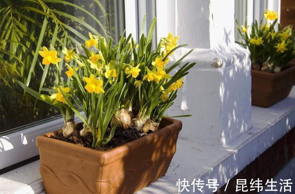 光照不好的地方,养这3种花,一样长得好