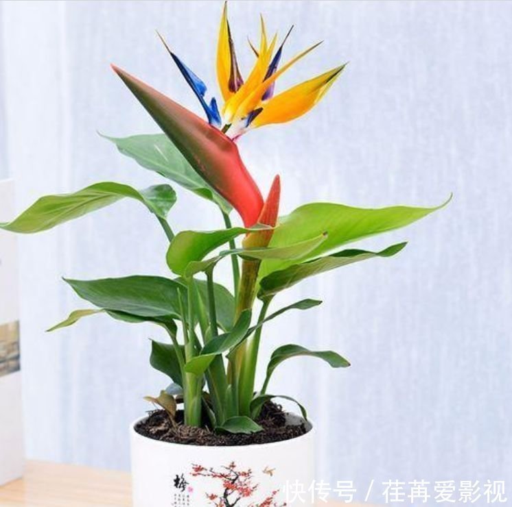 此款花卉便宜又好养,丢到阳台,财运亨通,旺财旺运好兆头