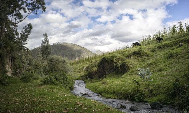 水牛|心头无物方自由，沩山水牛的自由境界