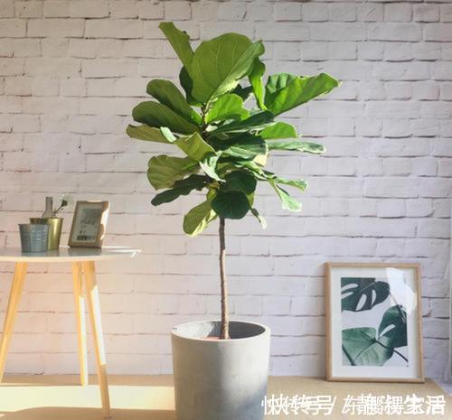 长势|4种花，皮实好养又大气，摆在客厅上档次，有品位的人都养了