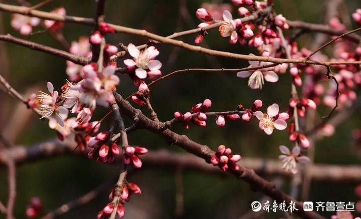 老年|早春暖如初夏，济南桃花盛开美艳动人
