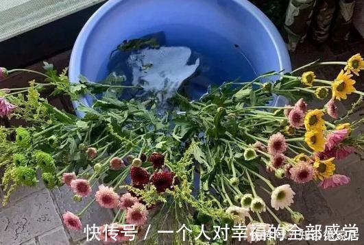 浇花|这5样“小药丸”不值钱,过期了却仍能磨粉养花,好处多多