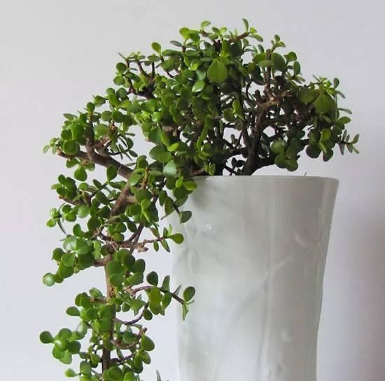 金枝玉叶长势慢,果断“剪一刀”再饿三天,“猛窜芽”变繁花老桩