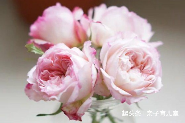 喜欢玫瑰，不如养盆“珍品玫瑰”极光咏叹调，花色靓丽，仙女之姿