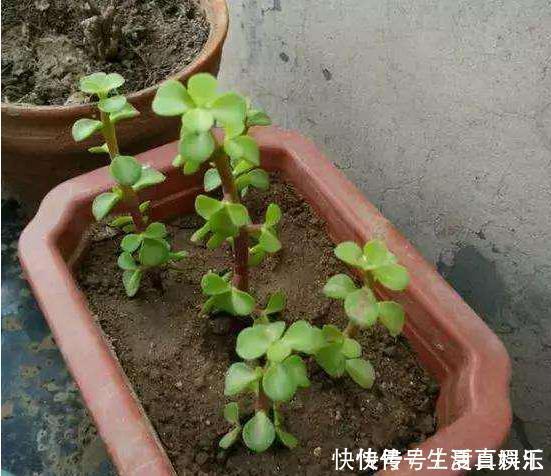 修剪|养金枝玉叶,一个小技巧,盆栽变成漂亮盆景,叶绿枝多姿态优美