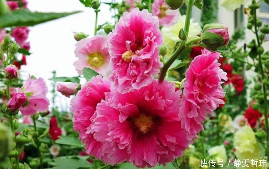 4种花,容易打理易开花,“花香”飘满屋,花美心情好!