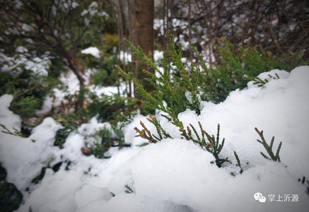 初雪来袭：你在朋友圈晒雪景，我在雪中守护你