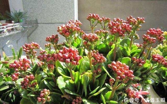 养花|养花的一些技巧,学会了你能养好花!