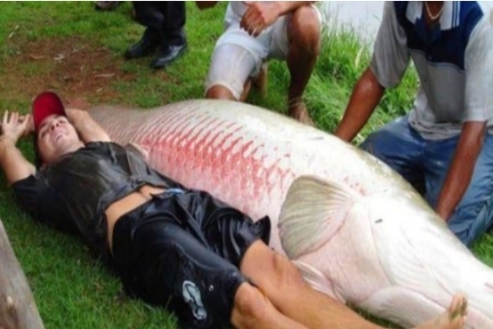 沿海地区|5类鱼没营养,对人体有害,但很多人爱吃