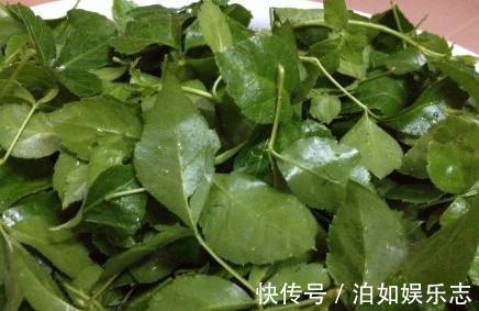 野菜|农村一种野草,人称“解百毒”,常被用来做汤,一斤卖到240