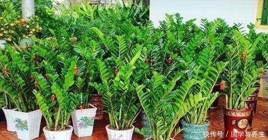 种树|懂花的人，专挑“4种树”养客厅，耐旱好活、富贵生财，寓意好！