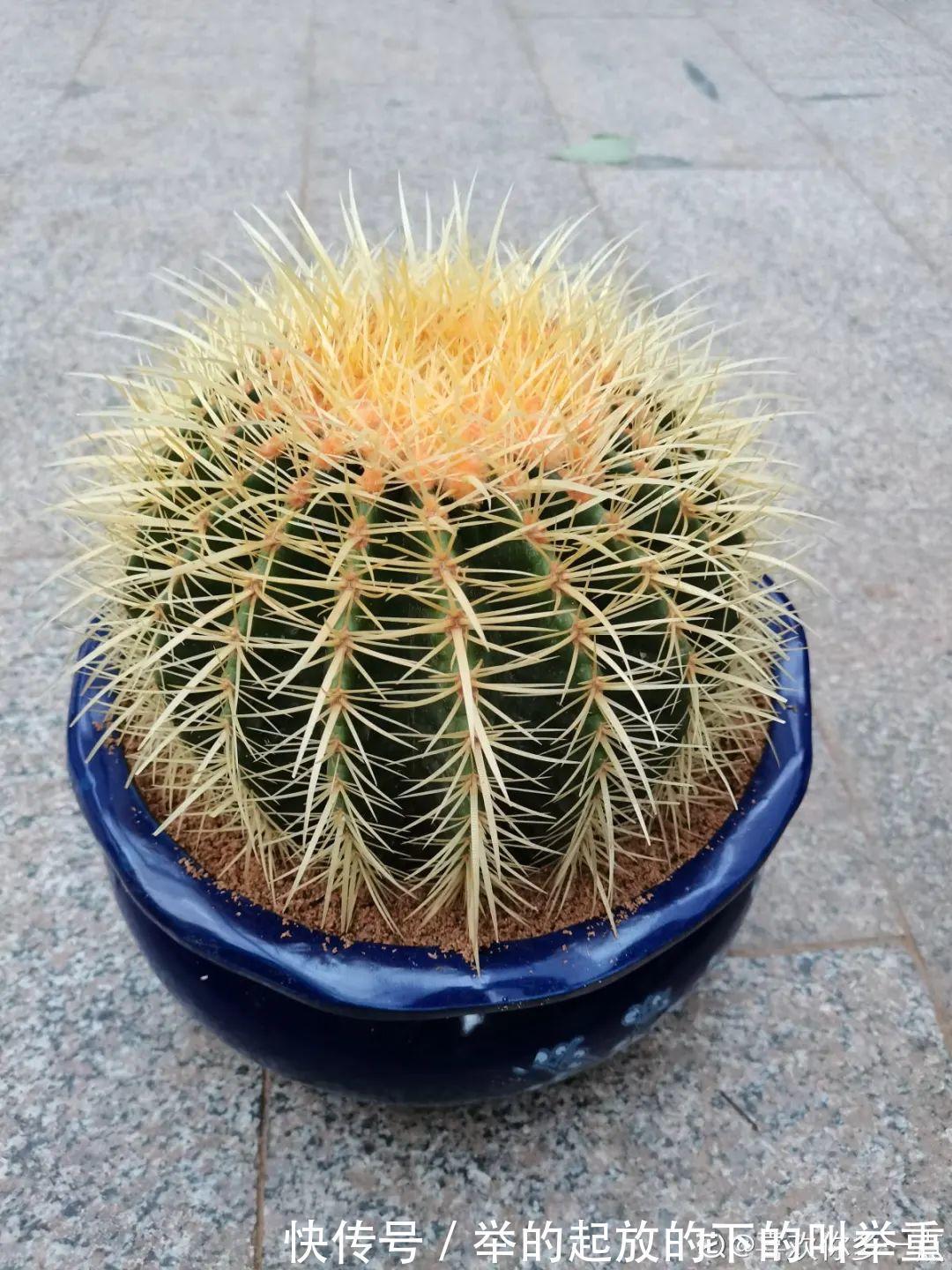 5种丑的难入眼的花，养客厅镇宅守家，越养越气派