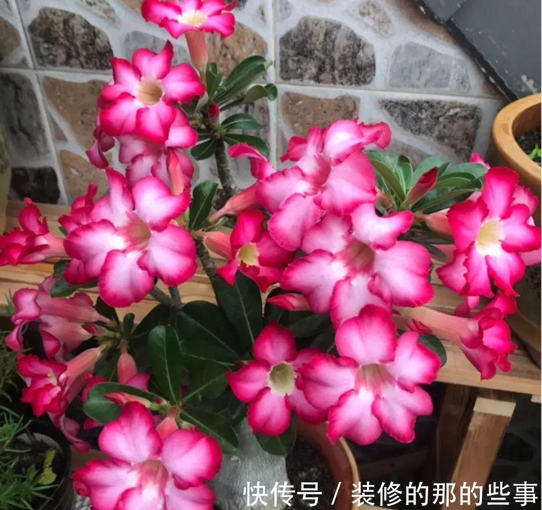 浇水|6种“泼辣花”，容易被浇死，越懒养越爆，勤快人养不好