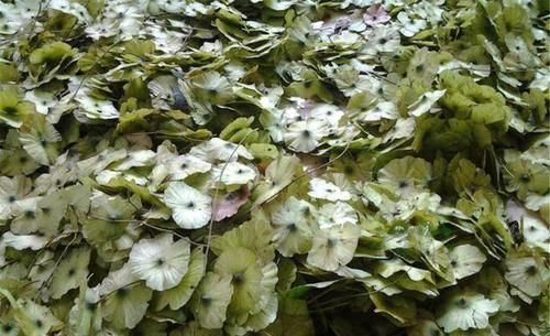 车前草|天然“胰岛素”找到了,每天坚持泡水喝,血糖悄悄往下掉,了解下