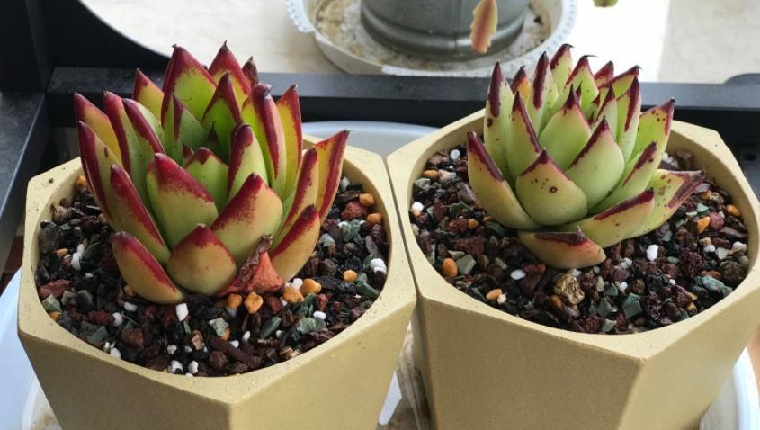 花友|夏季入手养殖多肉,磨合好这3方面,没有烦恼